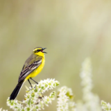 专栏丨黄亮斌：黄鸟于飞