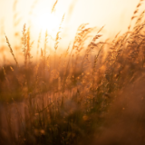 芙蓉·小说丨邓一光：深圳自然博物百科