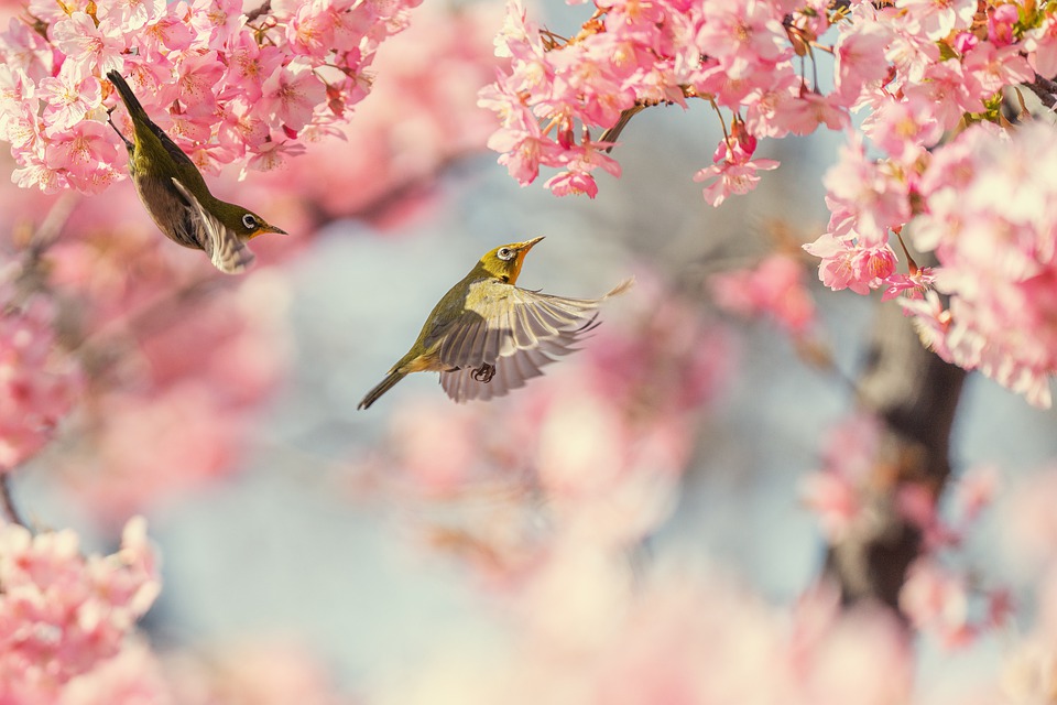 bird-7839371_960_720.jpg