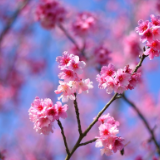 随笔丨彭旋越：花香