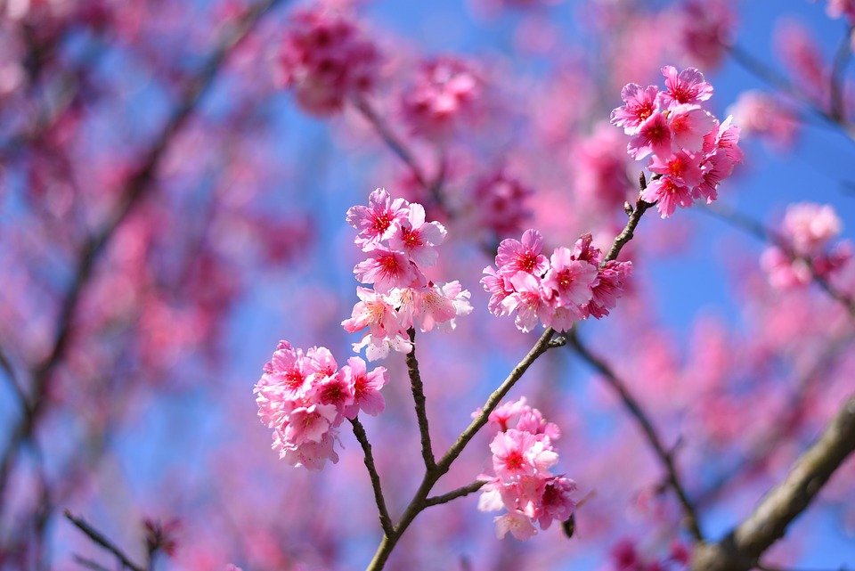 plant-3972702_960_720.jpg