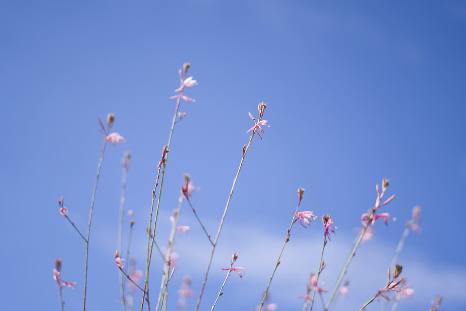 flowers-6532104_960_720.jpg