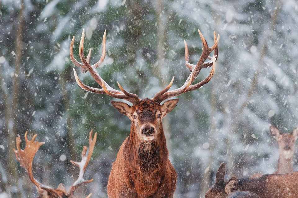 reindeer-5635891_960_720.jpg