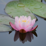 芙蓉·创作谈丨许玲：顺其自然和推翻重来