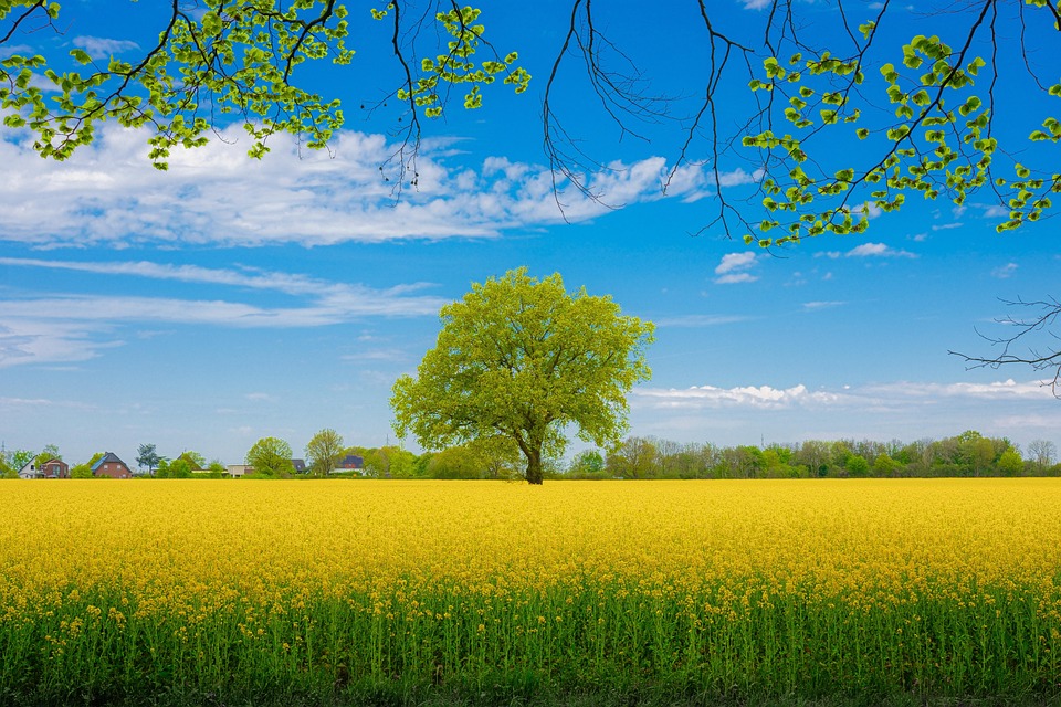 rapeseed-6599950_960_720.jpg