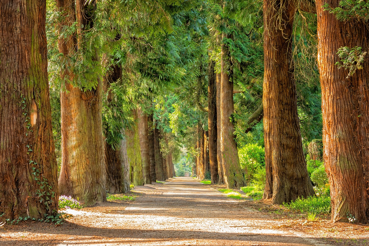 avenue-2215317_1280.jpg