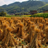 诗评丨胡书敏：回不去的故乡