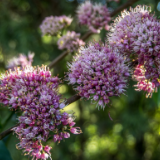 散文丨范文君：吴萸满山时