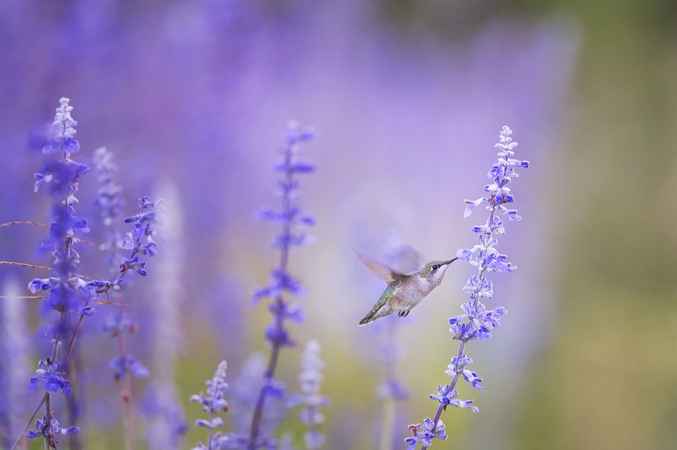 hummingbird-1851489_960_720.jpg