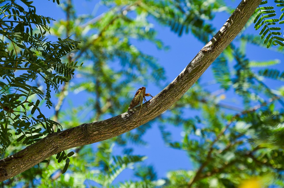cicada-1655452_960_720.jpg