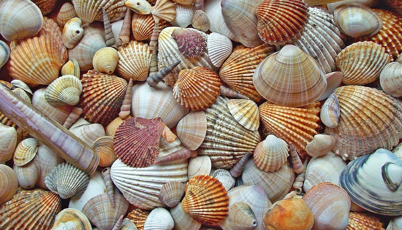 seashell-3043735_1280.jpg