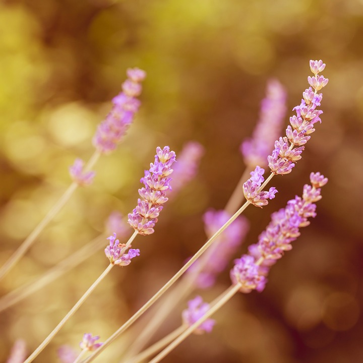 lavender-1189033_960_720.jpg