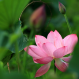 美文丨石川：有一种光芒，叫随和