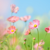 小说丨诸柏林:鲍氏陵园