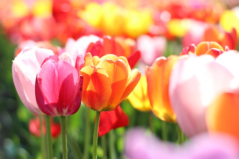 tulips-6035857_960_720.jpg