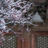 专栏丨胡代松：北归南徙神情异，唯有梅花独自妍