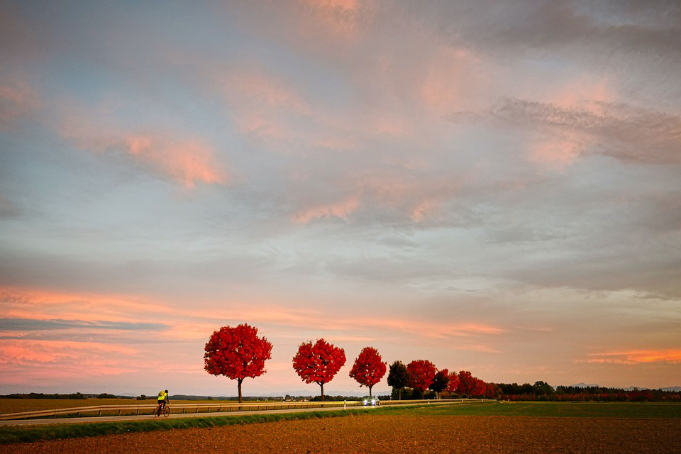 nature-6727177_960_720.jpg