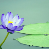 评论丨李丽:以词传情 为爱放歌