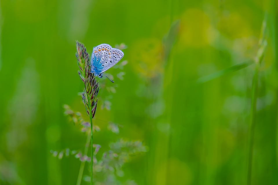butterfly-4760408_960_720.jpg