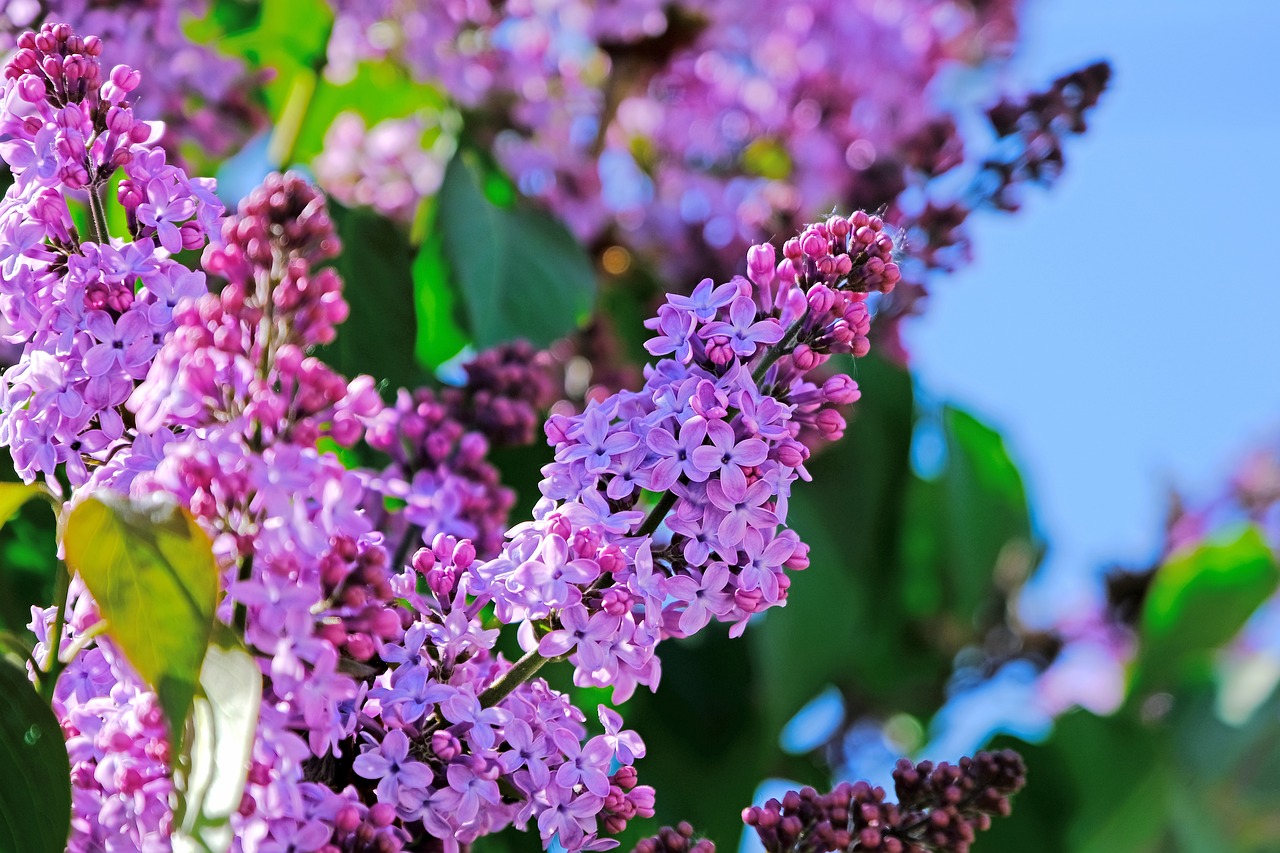 lilac-4334061_1280.jpg