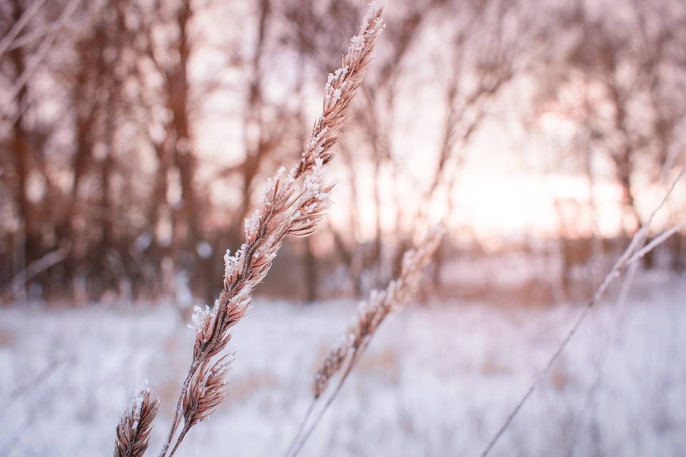 winter-3098272_960_720.jpg