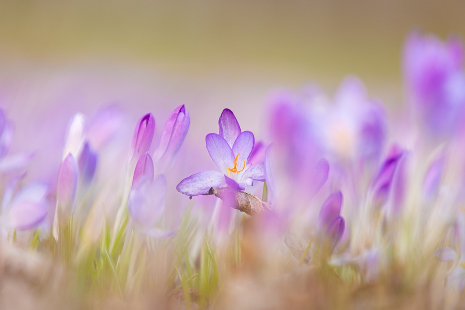 flowers-7048776_960_720 (1).jpg