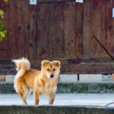 创作·创意写作丨罗志远：街，人和狗