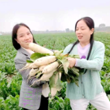 散文丨谭谈:过年萝卜