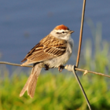 生态文学丨文紫湘:让森林回到城市