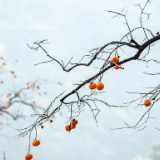 生态文学丨陈惠芳：雨花诗草