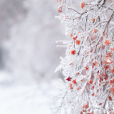 诗歌丨宋谋万:守望第一场雪(组诗)