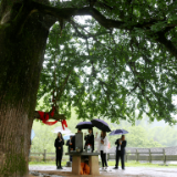 生态文学丨卢进文:千年银杏