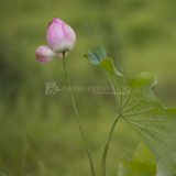 芙蓉·散文丨龚曙光：宋师吾师
