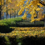 芙蓉·散文丨陈年喜:缝衣记