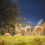 湘江文艺丨熊烨：走向城市的羊群（外一首）