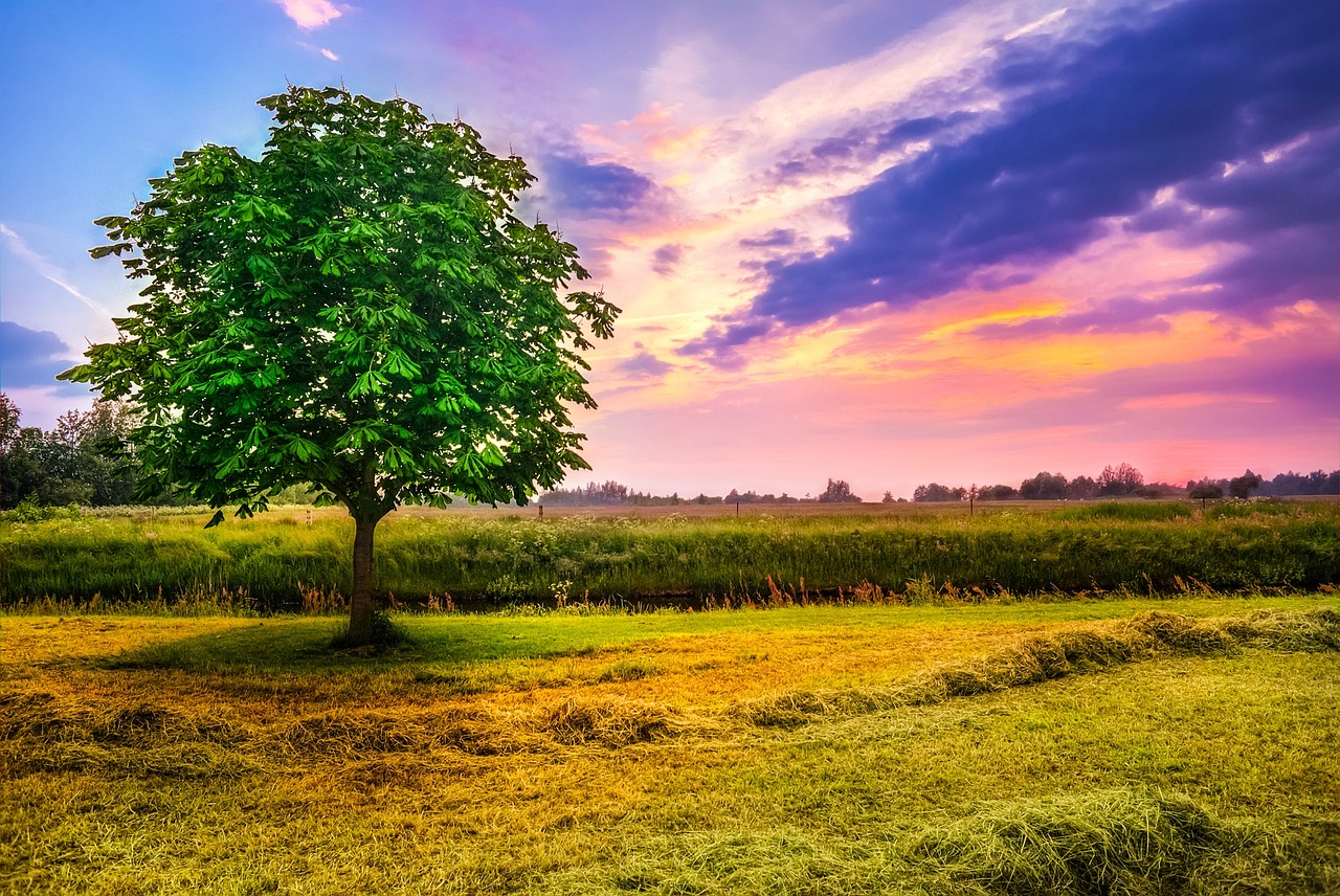 chestnut-tree-2010577_1280.jpg