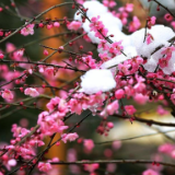 诗歌时刻丨诗燕：墙角一枝红梅，点燃了人间第二场大雪