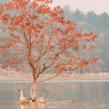 湘江文艺丨戴志刚：嗲嗲