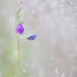 芙蓉·诗歌丨梁平：画像