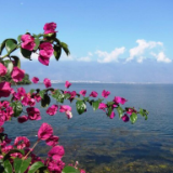 诗歌丨王山：海上的花树与星辰