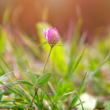 芙蓉·诗歌丨唐志平：草木辞