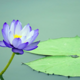 芙蓉·小说丨艾玛：风动芰荷