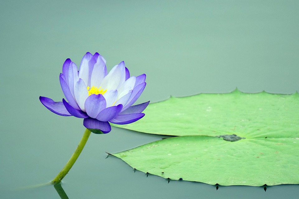 lotus-ffflower-4362254_960_720.jpg