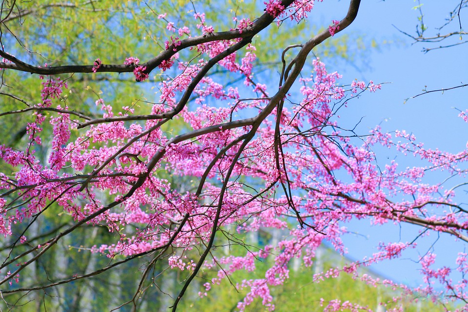 cherry-blossom-5043171_960_720.jpg