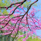 散文丨刘保山：春天的随想——烹燃心动