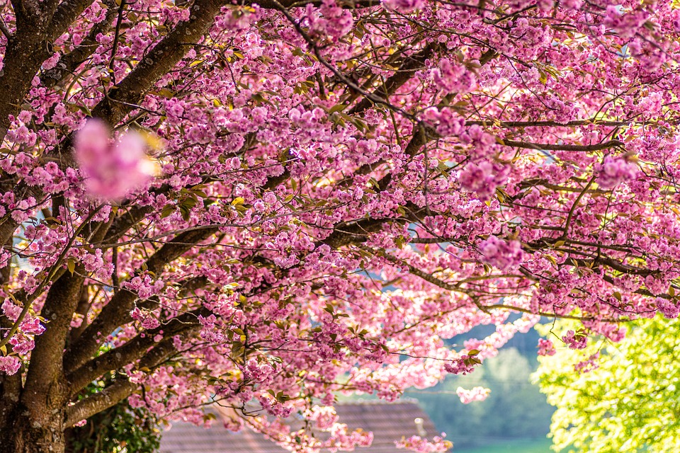 cherry-blossoms-7136163_960_720.jpg