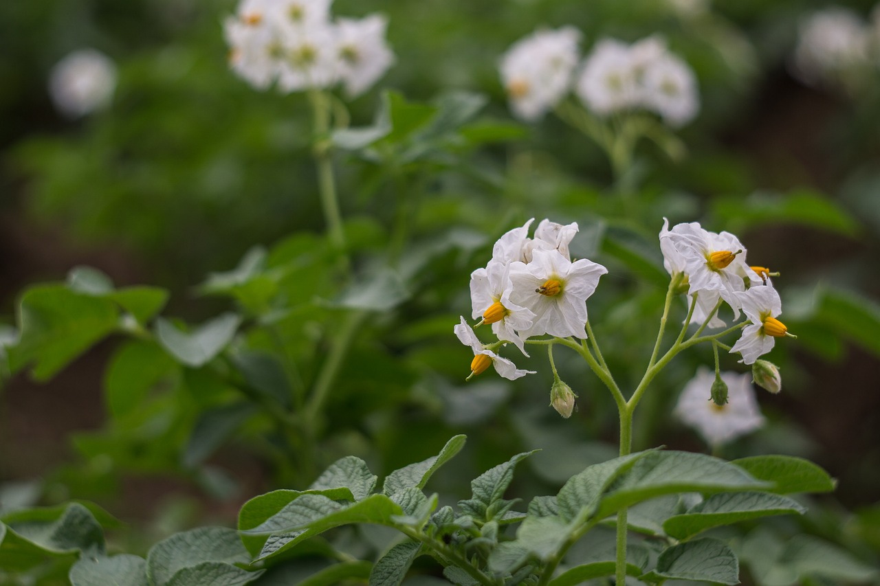 flower-of-potato-2458090_1280.jpg