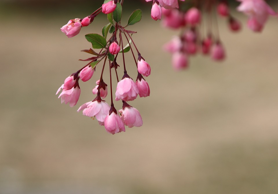 cherry-blossom-6281159_960_720.jpg