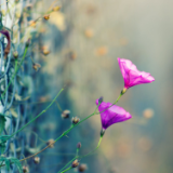 芙蓉·小说丨老藤：草木志