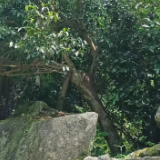 生态文学丨陈歌今：茶香飘袅红土地